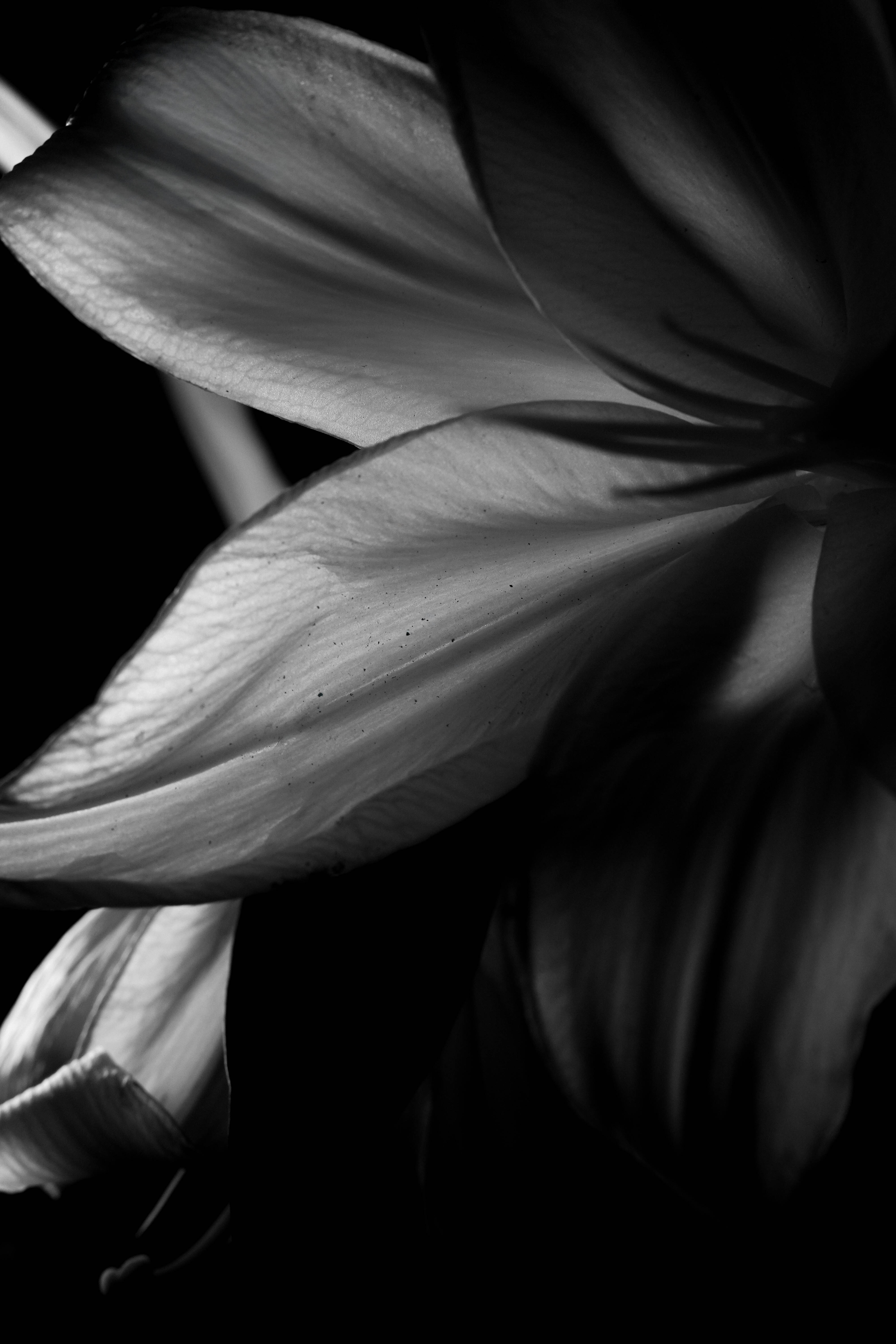 Artist Series